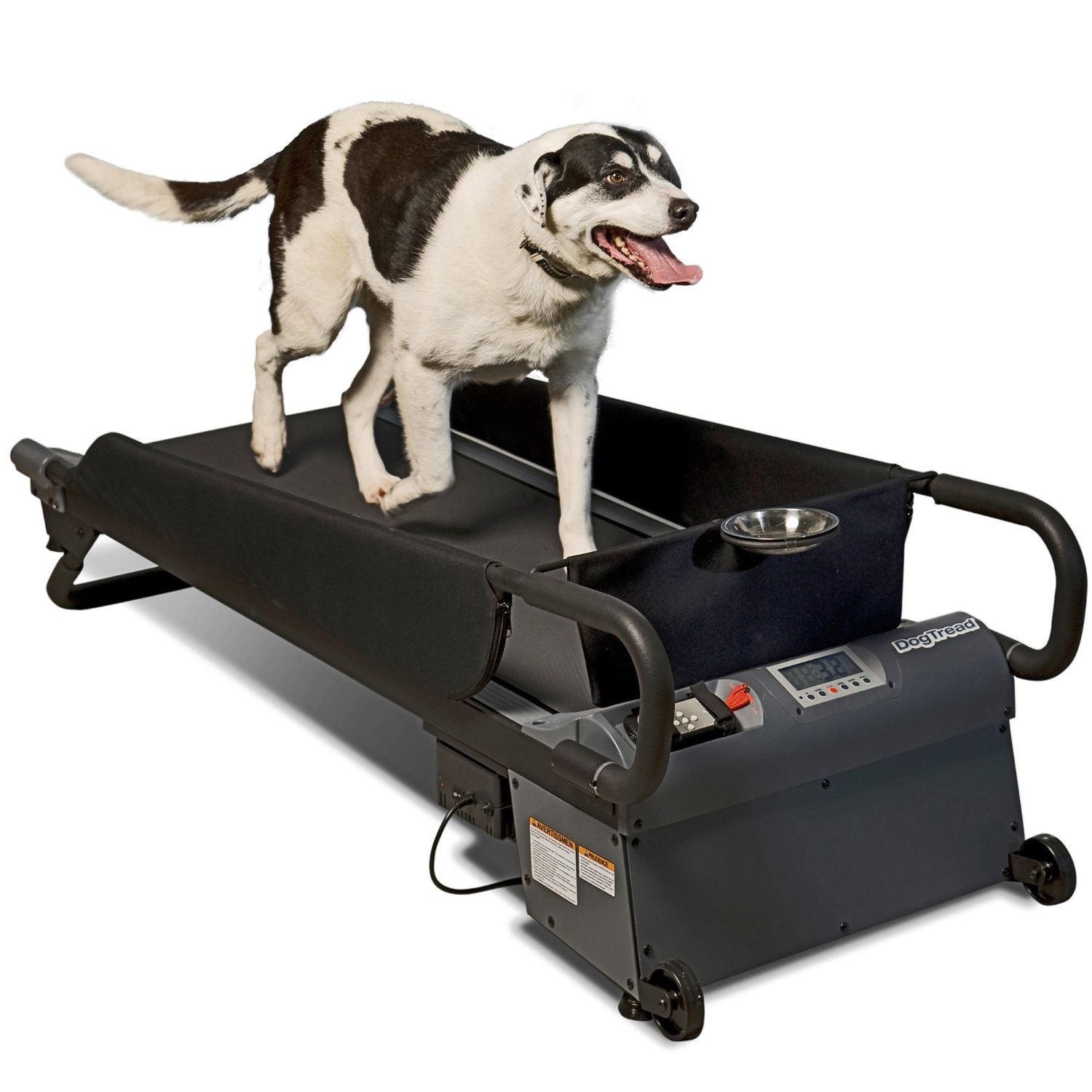 Sử dụng máy chạy bộ cho chó tập luyện
